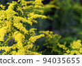 Goldenrod of the Asteraceae Mimosa family copy space. Vegetable background macro texture Photo of good quality 94035655
