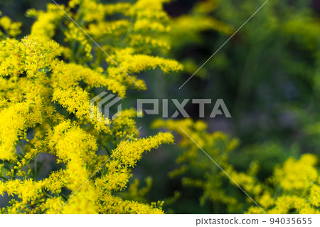 Goldenrod of the Asteraceae Mimosa family copy space. Vegetable background macro texture Photo of good quality Goldenrod of the Asteraceae Mimosa family copy space. Vegetable background macro texture Photo of good quality 94035655