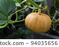 Pumpkin on a branch. Vegetable background macro texture copyspace. Good quality photos 94035656