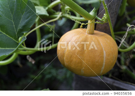 Pumpkin on a branch. Vegetable background macro texture copyspace. Good quality photos 94035656