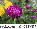 A bud of dark pink aster on a green background 94035657