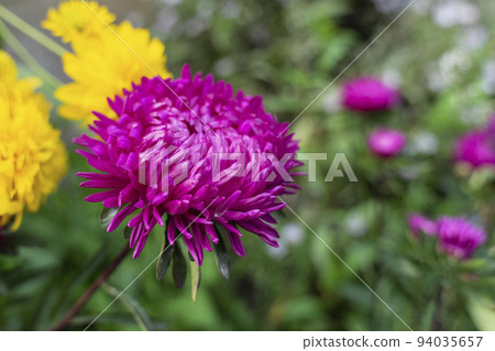 A bud of dark pink aster on a green background 94035657