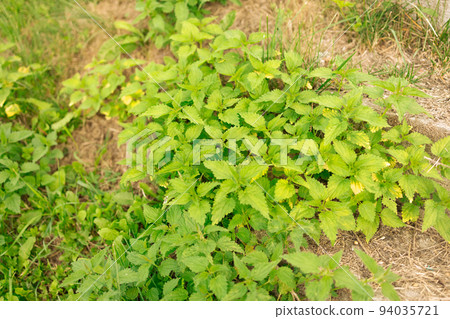 Urtica dioica or stinging nettle, in the garden. Stinging nettle, a medicinal plant that is used as a bleeding, diuretic, antipyretic, wound healing, antirheumatic agent. Urtica dioica or stinging nettle, in the garden. Stinging nettle, a medicinal plant that is used as a bleeding, diuretic, antipyretic, wound healing, antirheumatic agent. 94035721