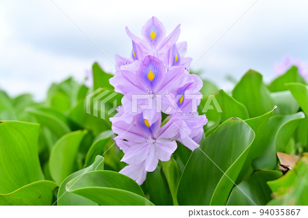 Water hyacinth and typhoon sky Kazo City, Saitama Prefecture Water hyacinth flower garden Water hyacinth and typhoon sky Kazo City, Saitama Prefecture Water hyacinth flower garden 94035867