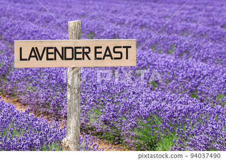 [Nakafurano Town, Hokkaido] Farm Tomita Lavender East 94037490