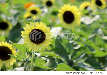 向日葵花 94037769
