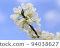 Sumomokuro 94038627