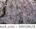 Cherry tree in full bloom  94038628