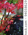 Maple of rain 94038629