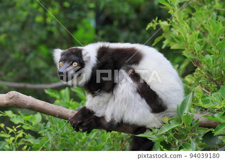 Black ruffed lemur endemic to Madagascar Black ruffed lemur endemic to Madagascar 94039180