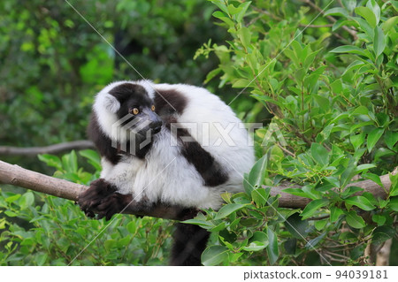 Black ruffed lemur endemic to Madagascar Black ruffed lemur endemic to Madagascar 94039181