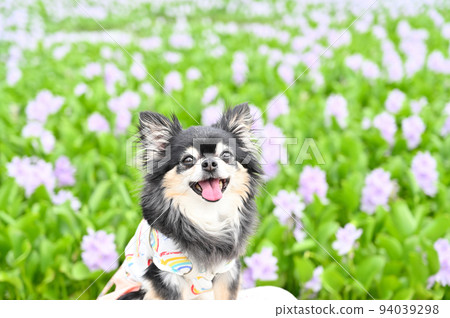 Portrait of a cute smiling Chihuahua with water hyacinths in full bloom in the background 94039298