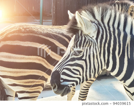 Two zebras are standing in the zoo. African animals. Close-up, side view 94039615