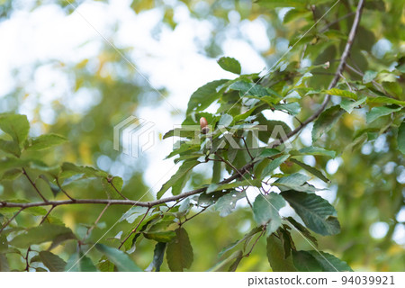 橡子樹 94039921