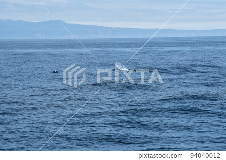 達爾氏海豚在知床海中嬉水嬉戲（北海道羅臼附近） 94040012