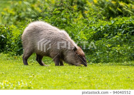Capybara, Hydrochoerus hydrochaeris grazing on fresh green grass 94040552