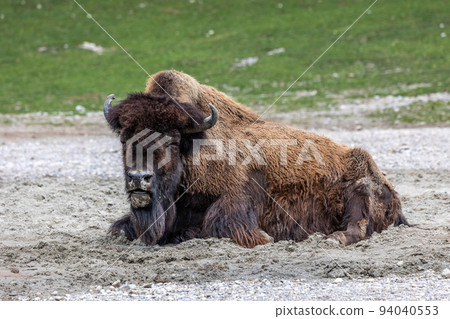 American buffalo known as bison, Bos bison in a german park 94040553