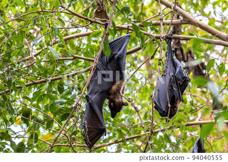 Straw-coloured Fruit Bat - Eidolon helvum, beautiful small mammal from African forests 94040555