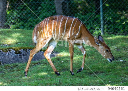 Nyala Antelope - Tragelaphus angasii. Wild life animal. 94040561