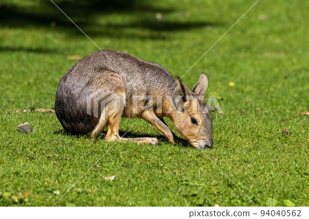 Patagonian Mara, Dolichotis patagonum are large relatives of guinea pigs 94040562