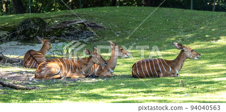 Nyala Antelope - Tragelaphus angasii. Wild life animal. 94040563
