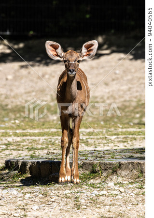 Greater kudu, Tragelaphus strepsiceros is a woodland antelope 94040565
