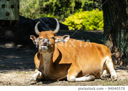 Banteng, Bos javanicus or Red Bull is a type of wild cattle. Banteng, Bos javanicus or Red Bull is a type of wild cattle. 94040578