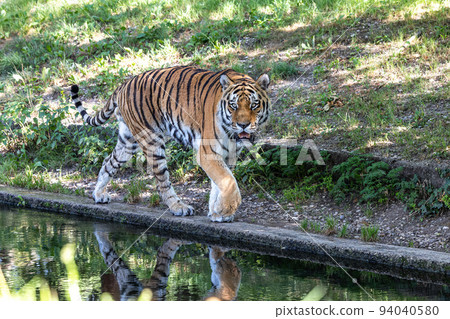 The Siberian tiger,Panthera tigris altaica in a park The Siberian tiger,Panthera tigris altaica in a park 94040580