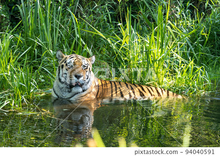 The Siberian tiger,Panthera tigris altaica in a park 94040591