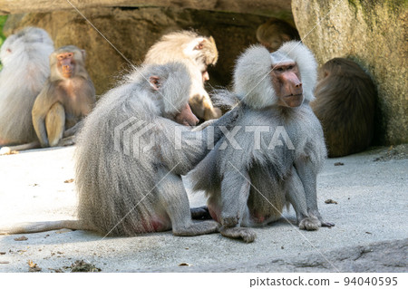 The hamadryas baboon, Papio hamadryas is a species of baboon 94040595