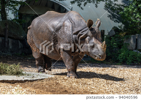 The Indian Rhinoceros, Rhinoceros unicornis aka Greater One-horned Rhinoceros The Indian Rhinoceros, Rhinoceros unicornis aka Greater One-horned Rhinoceros 94040596