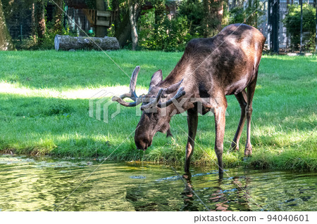 European Moose, Alces alces, also known as the elk European Moose, Alces alces, also known as the elk 94040601
