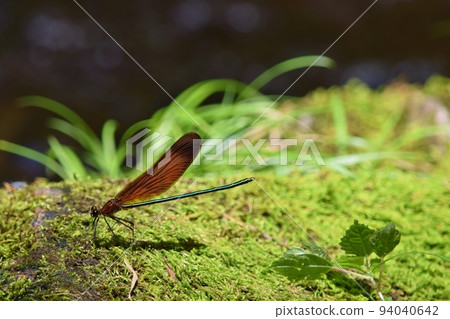 A dragonfly resting on moss rock 94040642