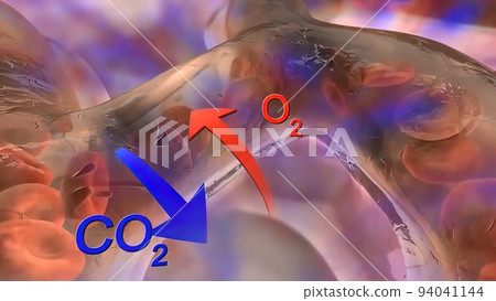 The Circulatory System. Pulmonary alveolar blood flow The Circulatory System. Pulmonary alveolar blood flow 94041144