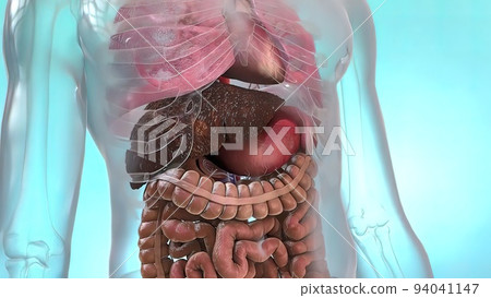Liver failure. Liver organ transplant 94041147