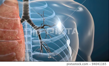 Lung organs located in the thoracic cavity of the thorax 94041165