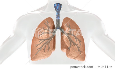 Oxygen and Carbon Dioxide Exchange in the Human Lung 94041186