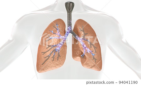 Oxygen and Carbon Dioxide Exchange in the Human Lung 94041190