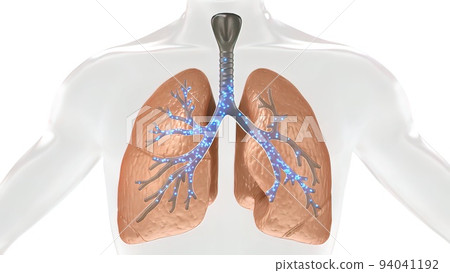 Oxygen and Carbon Dioxide Exchange in the Human Lung 94041192