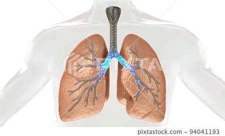 Oxygen and Carbon Dioxide Exchange in the Human Lung 94041193