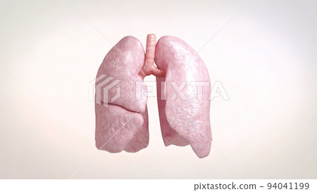 Bronchopulmonary segmental anatomy Bronchopulmonary segmental anatomy 94041199