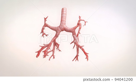 Bronchopulmonary segmental anatomy 94041200