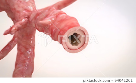 Bronchopulmonary segmental anatomy Bronchopulmonary segmental anatomy 94041201