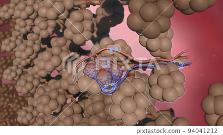 Oxygen and Carbon Dioxide Exchange in the Human Lung. alveoli 94041212