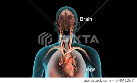 Lungs and brain working together in human anatomy Lungs and brain working together in human anatomy 94041267
