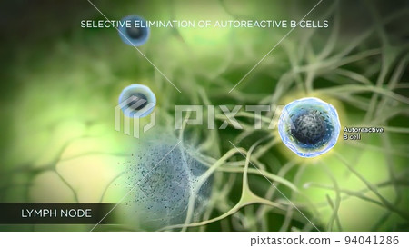 lymph nodes located in many parts of the body 94041286