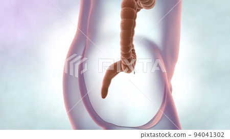 The large intestine includes the colon, rectum and anus. The large intestine includes the colon, rectum and anus. 94041302