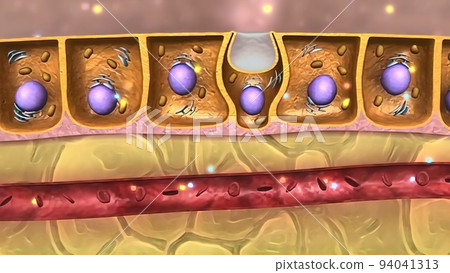 The large intestine includes the colon, rectum and anus. The large intestine includes the colon, rectum and anus. 94041313