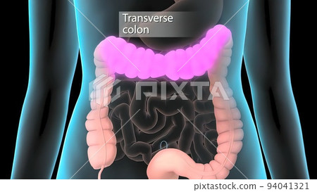 The large intestine includes the colon, rectum and anus. 94041321