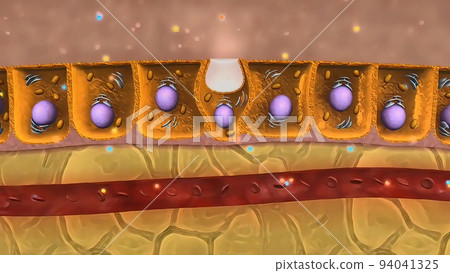 The large intestine includes the colon, rectum and anus. The large intestine includes the colon, rectum and anus. 94041325